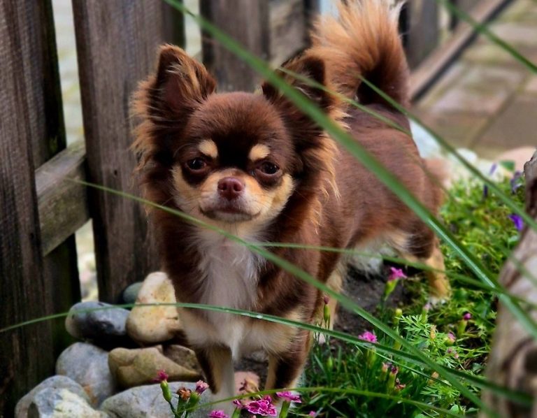 Hundefreundliche Ferienwohnungen auf Fehmarn für Urlaub mit Hund bei Fehmarn-Pur Kleiner Hund im Garten auf Fehmarn – hundefreundliche Ferienwohnungen für Urlaub mit Hund an der Ostsee